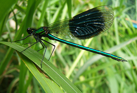 Close up of brightly coloured Damsel Fly