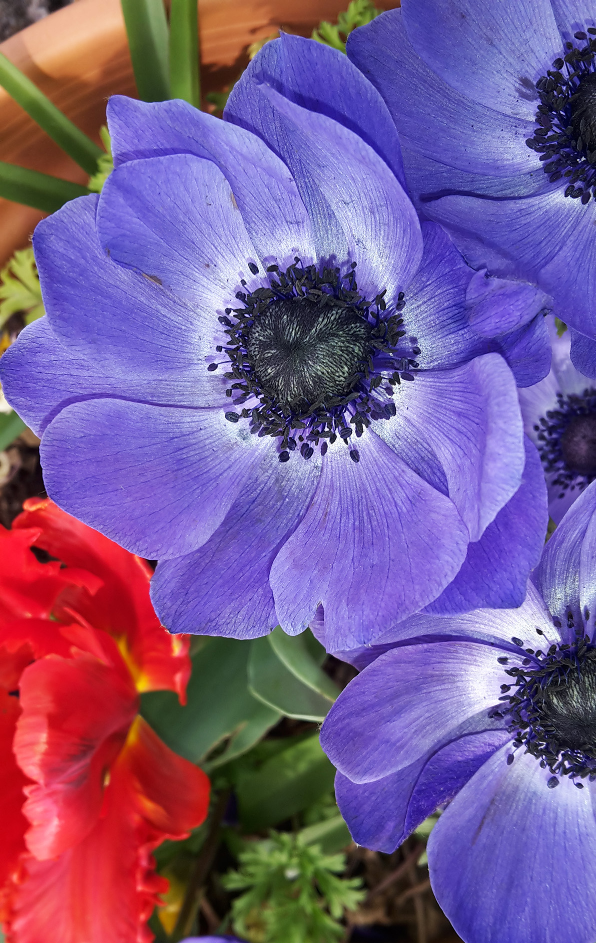Close up of lilac flower petals