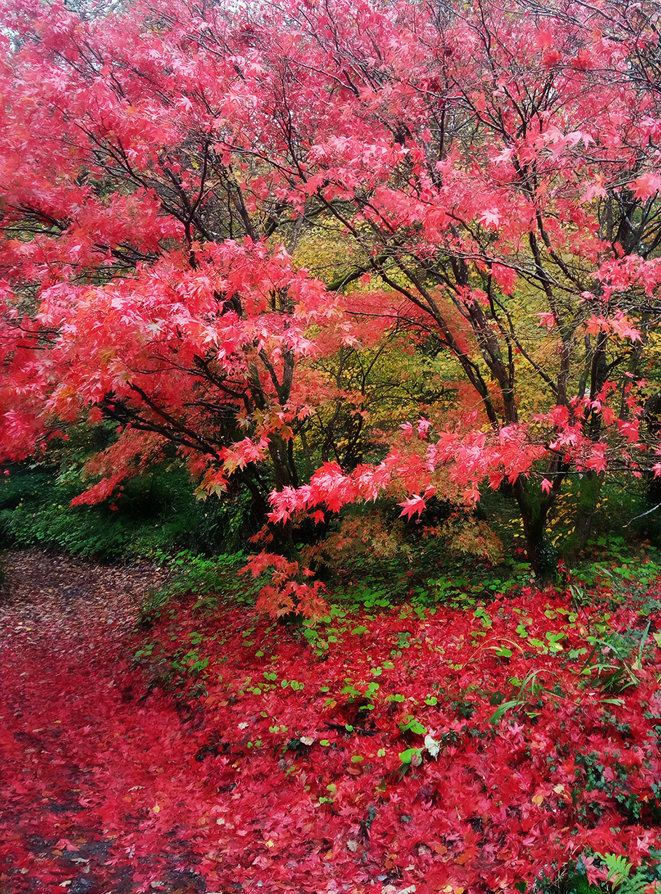 Japanese Maple trsss shedding pink leaves
